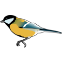 Great Tit