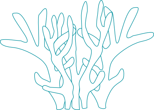 Corals