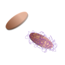 download Laponite Peg clipart image with 270 hue color