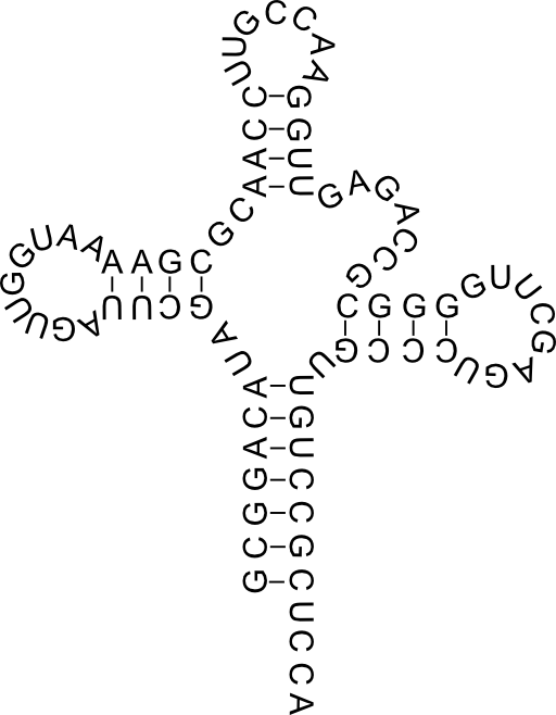 Transfer Rna