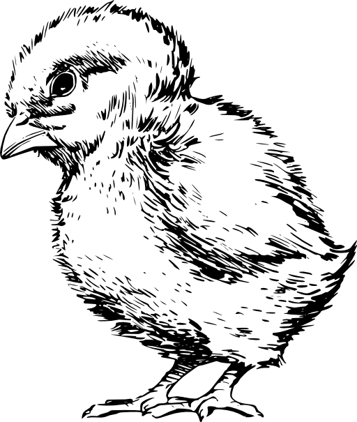 Chick