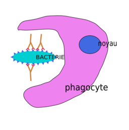 Phagocytose