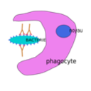 Phagocytose