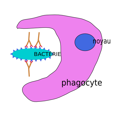 Phagocytose