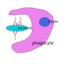 Phagocytose