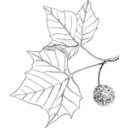 download Sycamore clipart image with 90 hue color