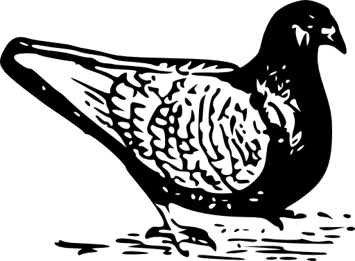 Pigeon 1