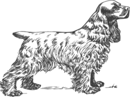 Coker Spaniel Grayscale