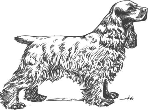 Coker Spaniel Grayscale