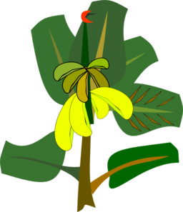 Bananas On The Tree