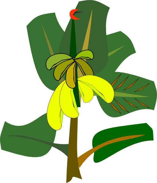 Bananas On The Tree