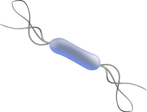 Listeria