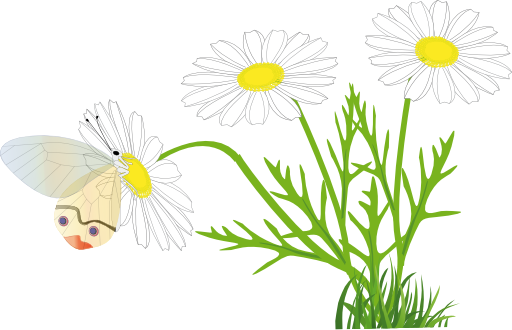 A Butterfly On A Daisy