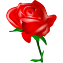 Red Rose