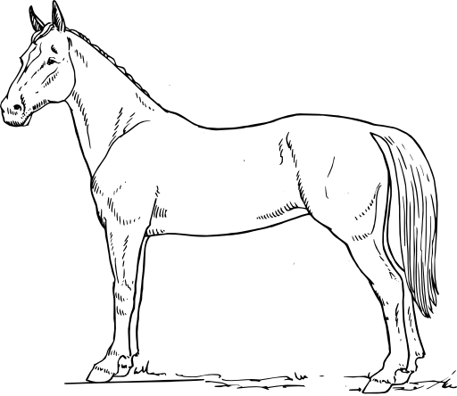 Horse Scheme