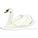 Swan Swimming