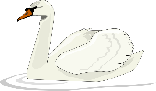 Swan Swimming