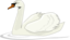 Swan Swimming