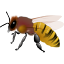 Honeybee