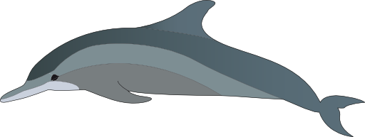 Dolphin