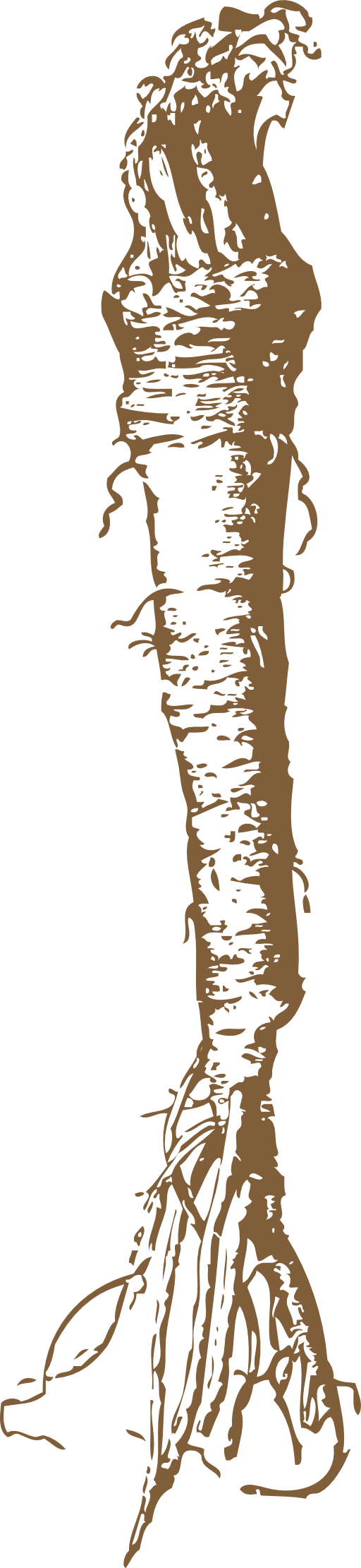 Horseradish