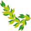 Bay Leaf
