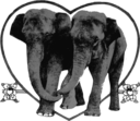 Lover Elephants