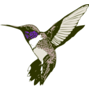 download Ruby Throated Hummingbird clipart image with 270 hue color