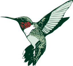 Ruby Throated Hummingbird