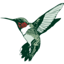 Ruby Throated Hummingbird