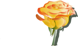 Yellowrose3