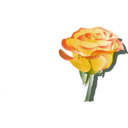 Yellowrose3