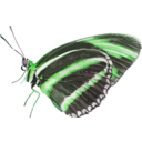 download Dryadula Phaetusa clipart image with 90 hue color
