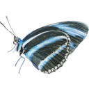 download Dryadula Phaetusa clipart image with 180 hue color