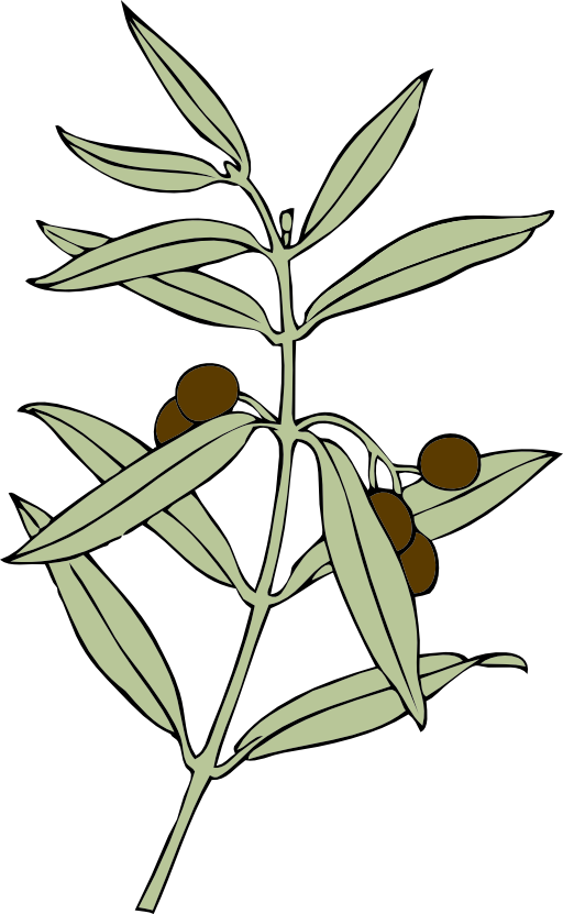 Olive Branch