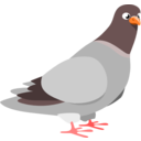 Pigeon