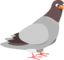 Pigeon