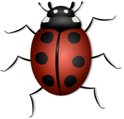 Ladybug