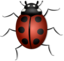 Ladybug