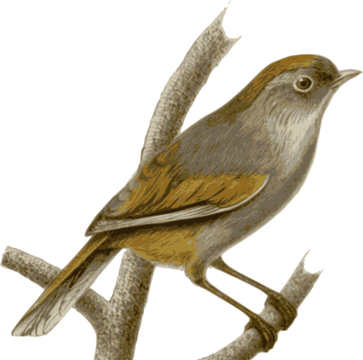 Alcippe Ruficapilla