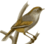 Alcippe Ruficapilla