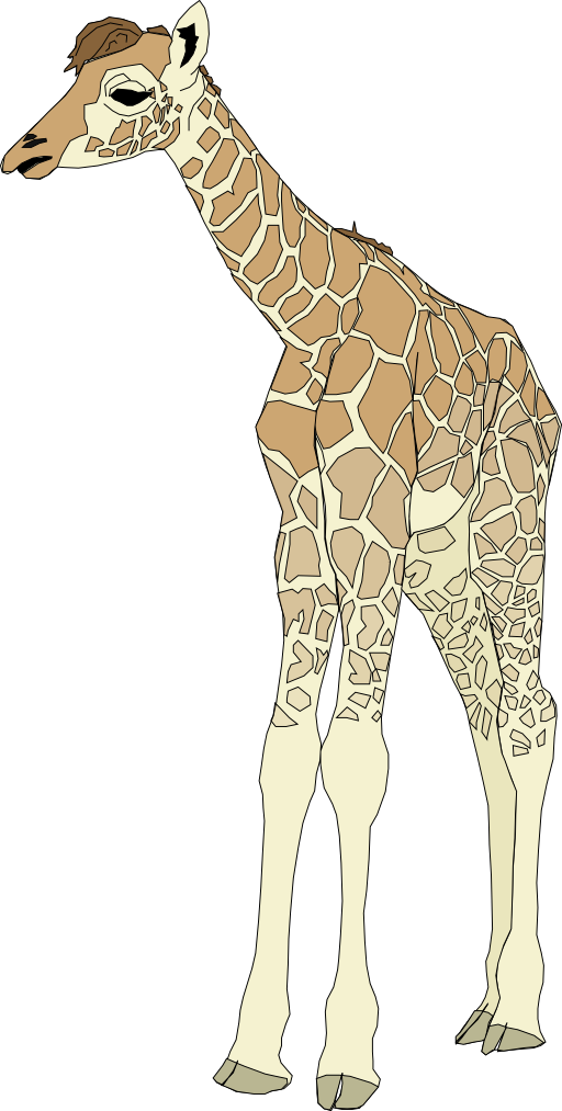 Baby Giraffe