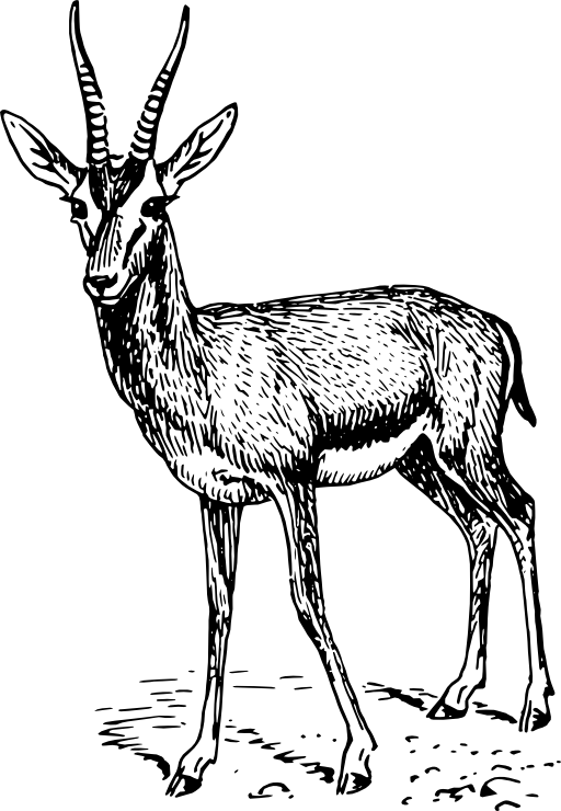 Gazelle