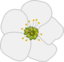 Cherry Flower