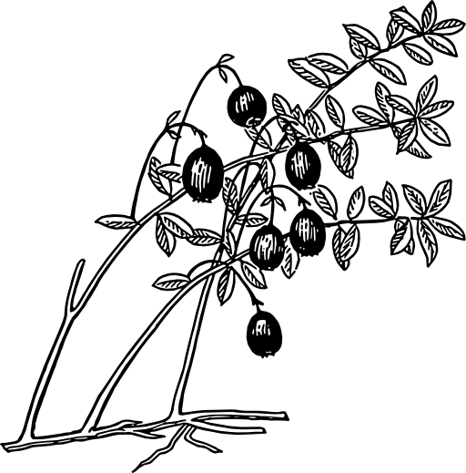 Cranberry