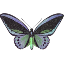 download Ornithoptera Priamus clipart image with 90 hue color