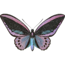 download Ornithoptera Priamus clipart image with 180 hue color
