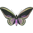 download Ornithoptera Priamus clipart image with 270 hue color