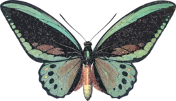 Ornithoptera Priamus