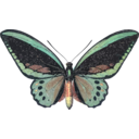 Ornithoptera Priamus